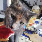 Photo de chat perdu à Le Luc En Provence