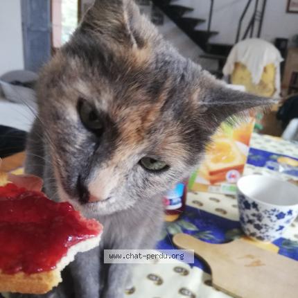 Photo 1/1 Shena Chat perdu à Le luc en provence