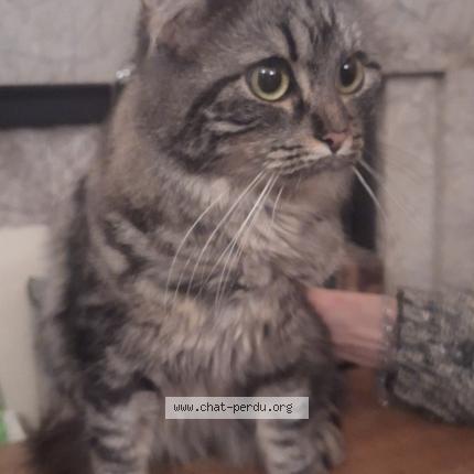 Photo 1/1 Chat retrouvé Trouvé à Bruxelles