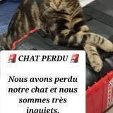 Photo de chat perdu à Argenteuil