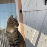 Photo de chat perdu à Saint Etienne