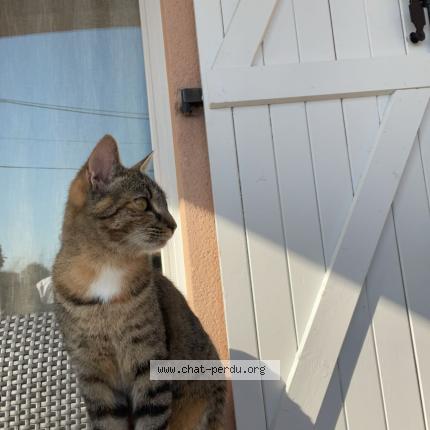 Photo 1/1 Bella Randazzo Chat perdu à Saint etienne