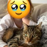 Photo de chat perdu à Dinan