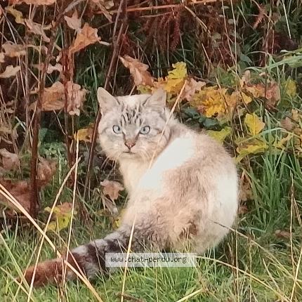 Photo 1/1 Chat trouvé Trouvé à Tersannes