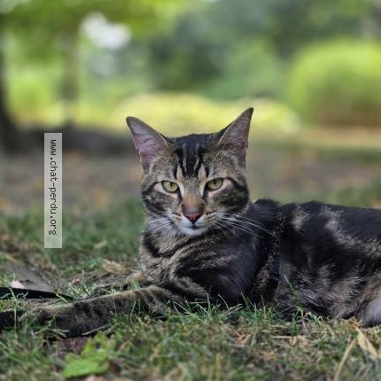Photo 1/1 Chat retrouvé Perdu à Saint Jean Sur Richelieu