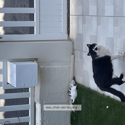 Photo 1/1 Chat trouvé Trouvé à Leucate