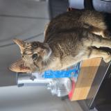 Photo de chat perdu à St Contest