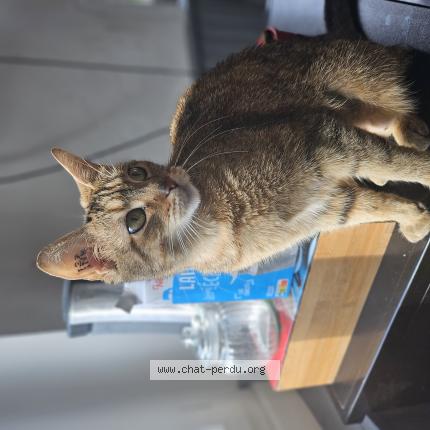 Photo 1/1 Chat retrouvé Perdu à St contest