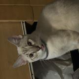 Photo de chat perdu à Santa Barbara