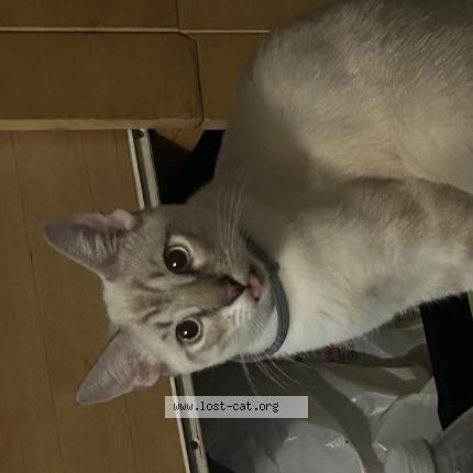 Photo 1/1 Churris Chat perdu à Santa barbara