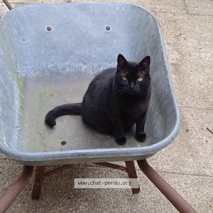 Photo 1/1 Teacup Chat perdu à Juilley