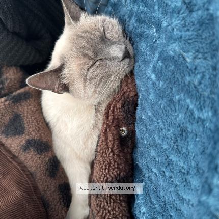 Photo 1/1 Vanille Chat perdu à Arles