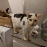 Photo de chat trouvé à Moisdon La Riviere