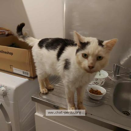 Photo 1/1 Chat trouvé Trouvé à Moisdon la riviere