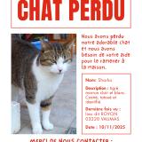 Photo de chat perdu à Vaumas