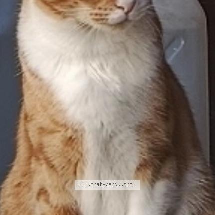 Photo 1/1 Pika Chat perdu à Fully