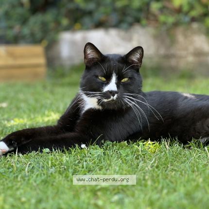 Photo 1/1 Sasha Chat perdu à Le havre