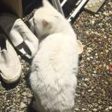 Photo de chat trouvé à Pugny Chatenod