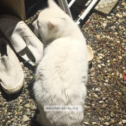 Photo 1/1 Chat trouvé Trouvé à Pugny chatenod