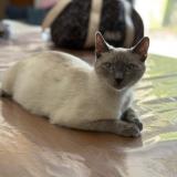 Photo de chat perdu à Arles