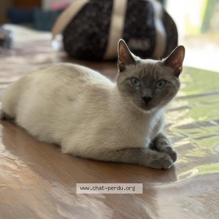 Photo 1/1 Vanille Chat perdu à Arles