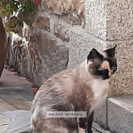 Photo 2/4 MELBA Chat perdu à Plobannalec lesconil