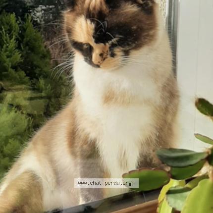 Photo 3/4 MELBA Chat perdu à Plobannalec lesconil