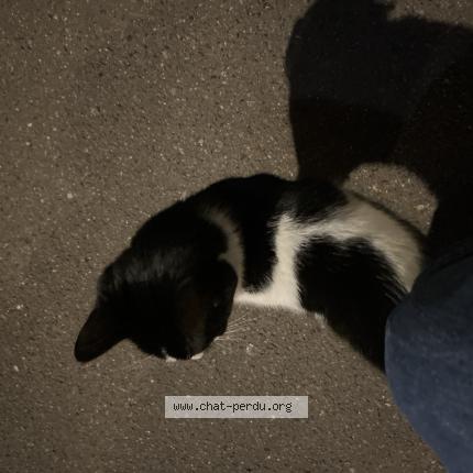 Photo 1/1 Chat trouvé Trouvé à Paris