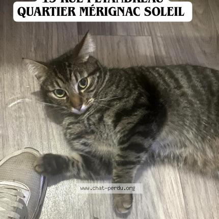 Photo 1/1 Chat retrouvé Perdu à Merignac