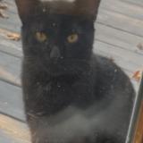 Photo de chat perdu à Pittsburgh