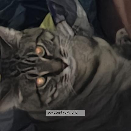 Photo 1/1 Misfit Chat perdu à Medical lake