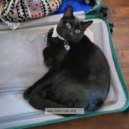 Photo 1/1 Minky Chat perdu à Phoenix