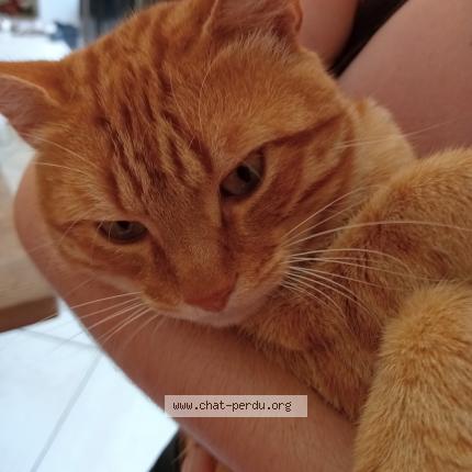 Photo 1/1 Neko Chat perdu à Toulouse