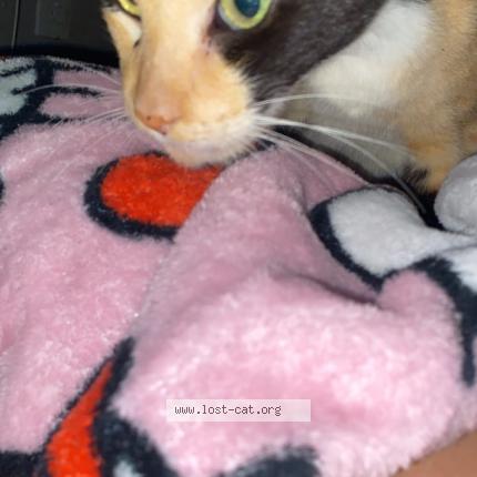 Photo 1/1 Citrine Chat perdu à Palm beach county