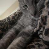 Photo de chat perdu à New Carlisle