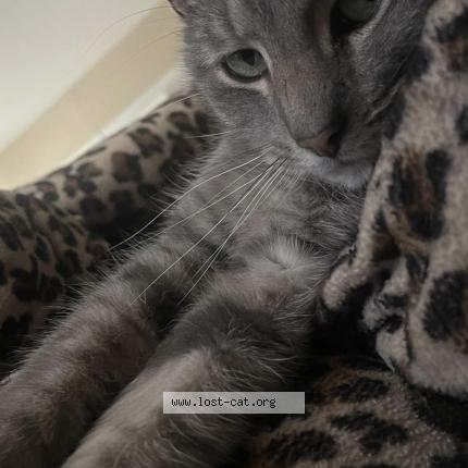 Photo 1/1 Thumbkin Chat perdu à New carlisle