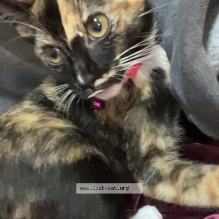 Photo 1/1 Freya Chat perdu à Summerville