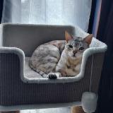 Photo de chat perdu à Conflans Sainte Honorine