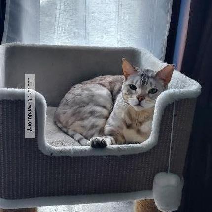 Photo 1/3 Chat retrouvé Perdu à Conflans sainte honorine