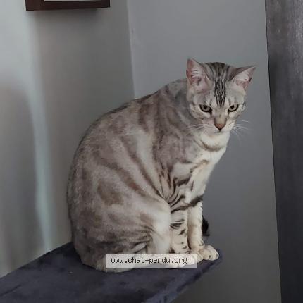 Photo 2/3 Chat retrouvé Perdu à Conflans sainte honorine