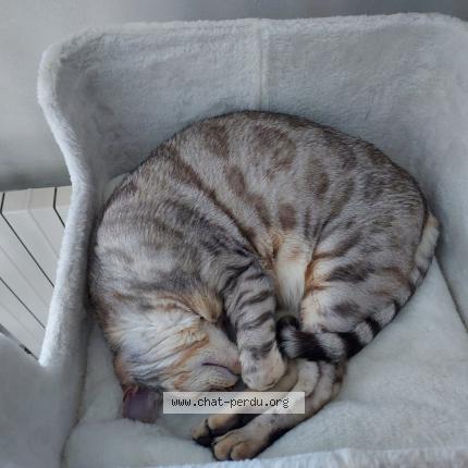 Photo 3/3 Chat retrouvé Perdu à Conflans sainte honorine
