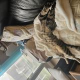 Photo de chat perdu à St Victoret