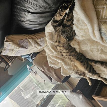 Photo 1/1 Tyron Chat perdu à St victoret