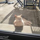 Photo de chat perdu à Pleslin Trigavou