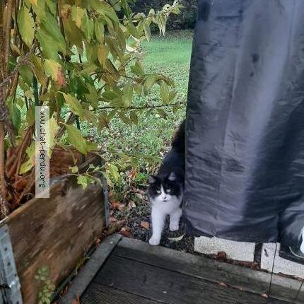 Photo 2/2 Chat retrouvé Trouvé à La Couronne 16400