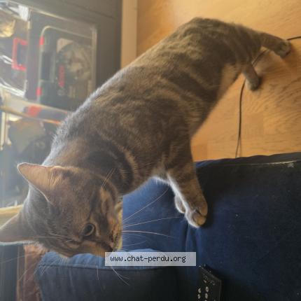 Photo de chat trouvé à 93300 Aubervilliers