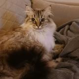 Photo de chat perdu à Saint Brieuc