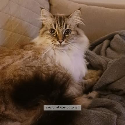 Photo 1/1 Roxane Chat perdu à Saint brieuc