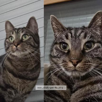 Photo de chat perdu à Saint Fons