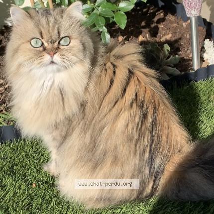 Photo 1/1 Na&iuml;s Chat perdu à Puyricard